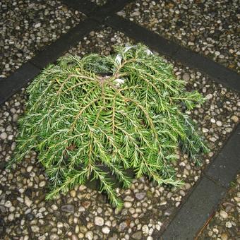 Tsuga canadensis 'Cole's Prostrate'