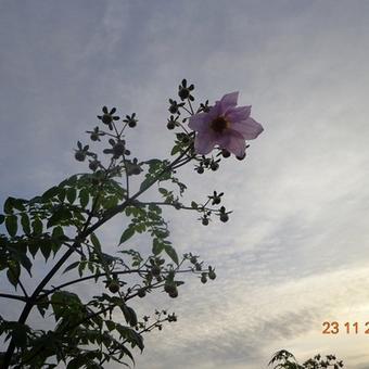 Dahlia imperialis