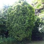 Thuja occidentalis - Levensboom