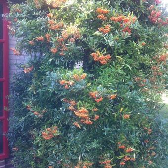 Pyracantha ‘Soleil d’Or’