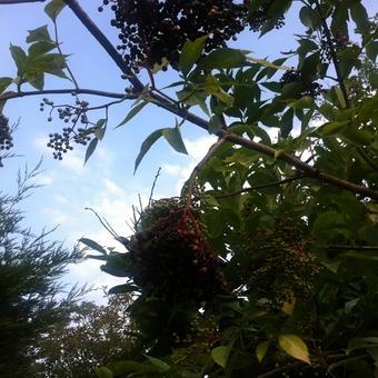 Sambucus nigra