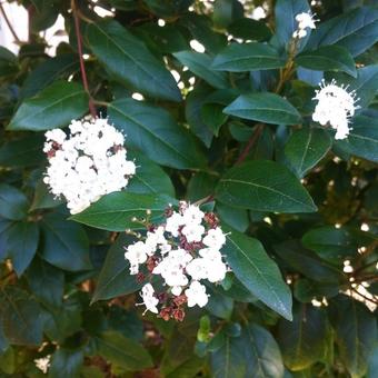 Viburnum tinus