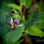 Tricyrtis lasiocarpa - Armeluisorchidee