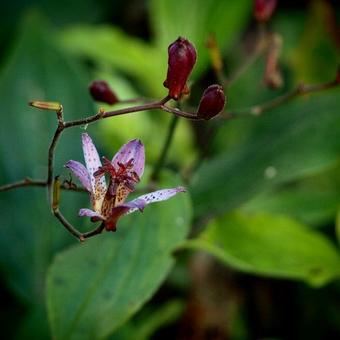 Tricyrtis lasiocarpa