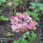 Scabiosa 'Magic' - Duifkruid