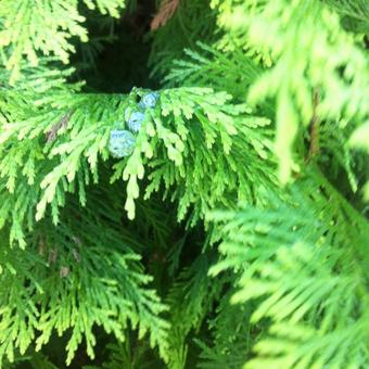 Thuja occidentalis