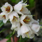 Vaccinium ovatum - Veenbes, Bosbessenstruik