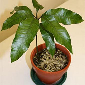 Mangifera indica