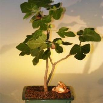 Ficus carica