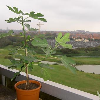 Ficus carica