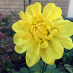 Dahlia 'Kelvin Floodlight' - Dahlia