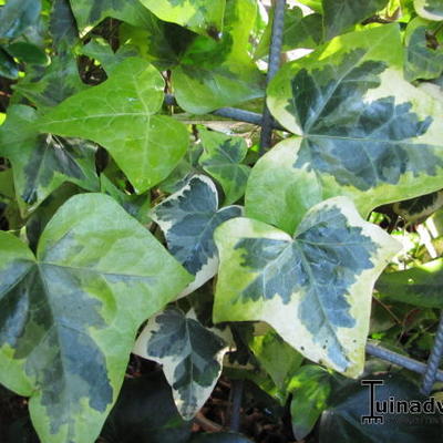 klimop - Hedera helix 'Goldchild'