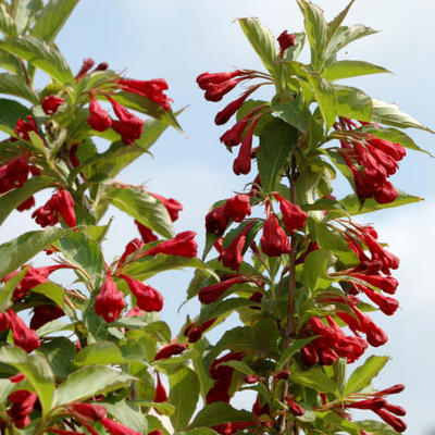 Weigela florida 'Red Prince' - Weigelia