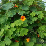 Tropaeolum tuberosum - Knolcapucien