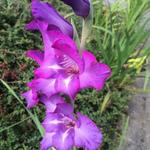 Gladiolus 'Blue Isle' - Gladiool