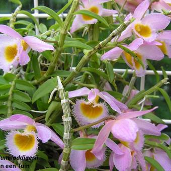 Dendrobium loddigesii