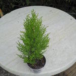 Cupressus macrocarpa 'Wilma' - Cipres