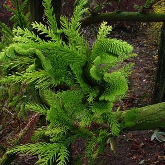 Cryptomeria japonica  'Cristata'