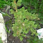 Picea pungens 'Lucky Strike'   - Blauwe spar