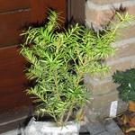 Taxus x media 'Densiformis' - Venijnboom