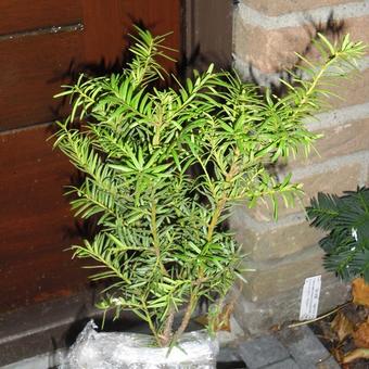 Taxus x media 'Densiformis'