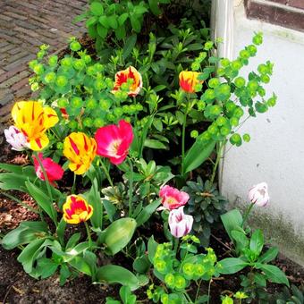 Tulipa 'Rembrandt'