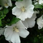 Hibiscus syriacus 'W.R. Smith' - Althaeastruik