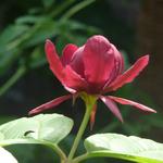 Calycanthus x raulstonii 'Hartlage Wine' - Calycanthus