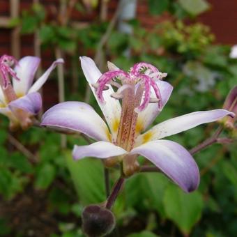 Tricyrtis hirta 'Tojen'