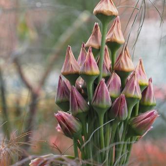 Allium siculum subsp. dioscoridis