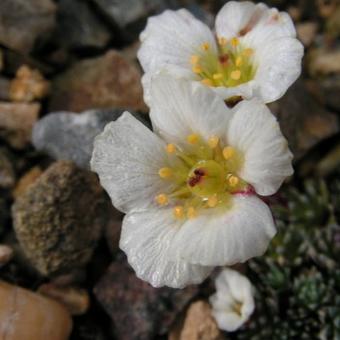 Saxifraga x salmonica 'Schreineri'