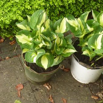 Hosta 'Whirlwind'