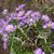 Aster alpinus