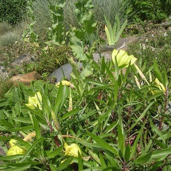 Oenothera macrocarpa