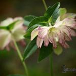 Helleborus x hybridus 'Stained Glass' - Nieskruid