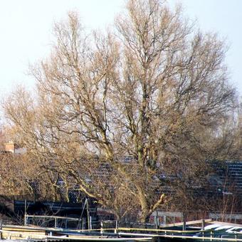 Salix babylonica 'Tortuosa'