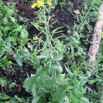 Brassica rapa subsp. rapa