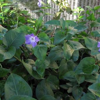 Vinca major