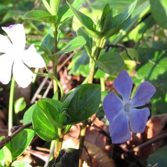 Vinca major