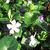 Vinca major