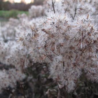 Eupatorium purpureum