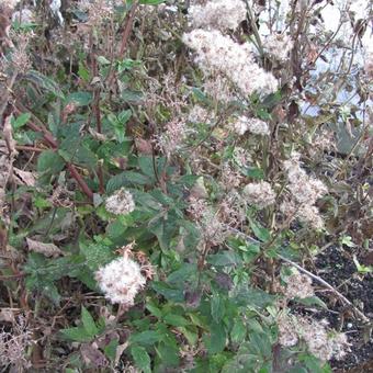 Eupatorium purpureum