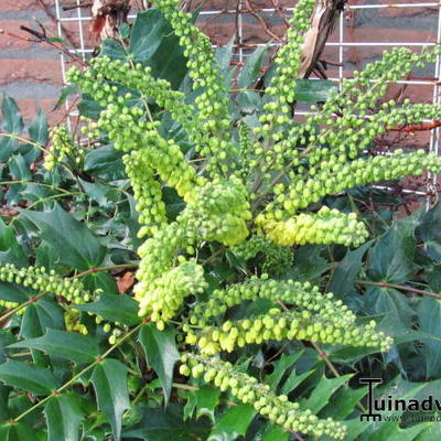 Mahonia media 'Charity' - Mahoniestruik, Druifjesstruik, Hulstberberis