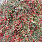 Cotoneaster horizontalis - Dwergmispel