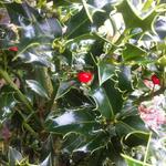 Ilex aquifolium 'Alaska' - Hulst