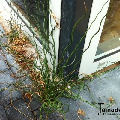 Kurkentrekkersgras - Juncus effusus f. spiralis