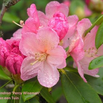 Rhododendron 'Percy Wiseman'