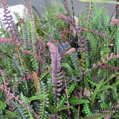 Dubbelloof varen - Blechnum penna-marina