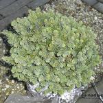 Picea pungens 'Frieda' - Blauwe spar