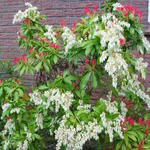 Pieris - Rotsheide